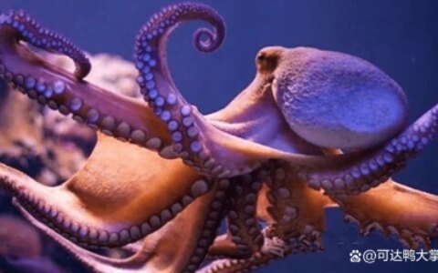 章鱼：你不知道的海洋智慧之王，它们竟然会这些事！（章鱼海洋动物）