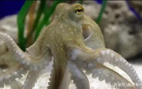 章鱼的大脑非常发达，它可以超越人类，成为智慧生物吗？（章鱼的脑子是什么样子的）