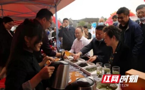 湘西：让茶叶有“黄金品质” 打造“黄金口碑”-湘西名茶
