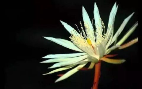 天价！名贵植物排行，令人大开眼界！-比较名贵的绿植有哪些