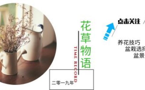 看够了绿色盆栽？推荐这5种盆栽植物，颜色特别，好看又浪漫-绿色盆景图片