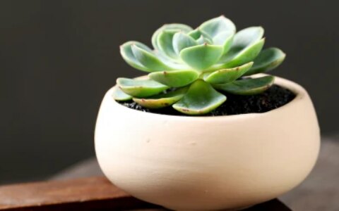 新手养护绿植，该选择哪一个品种，这类型盆栽值得养护，别错过-绿植什么品种好养