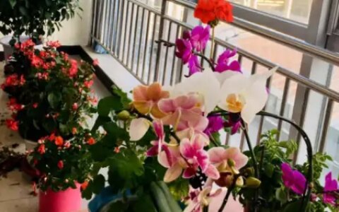 冬季太萧条，花草盆栽全一片枯黄？养这4款植物，秒迎“春天”-森林资源短缺的影响