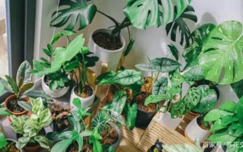 净化室内空气少不了这些盆栽绿植，让植物长得健康，才能发挥效果-室内盆栽什么植物净化空气