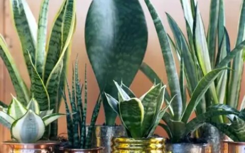 几种适合园艺初学者的室内盆栽绿植，在桌面上都可以养很好-园艺盆栽造型设计
