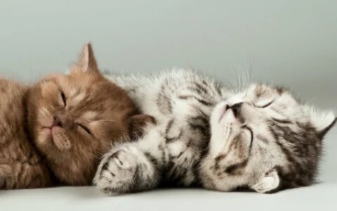 猫咪增肥需要哪些营养？宠物营养膏、猫奶粉、猫维生素B都安排上-猫咪增肥吃什么牌子的猫粮好一点