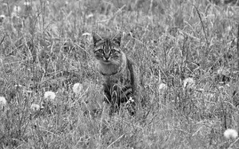 猫粮这么多，应该怎么选？-猫粮到底怎么选