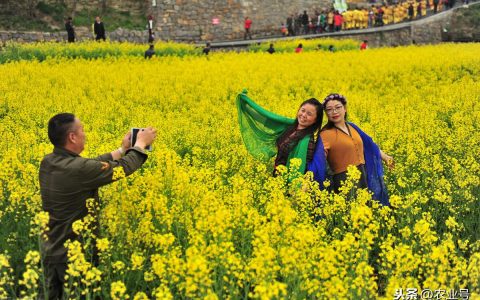 农村致富加盟项目有哪些？农村包销路的加工厂-农村赚钱项目加盟