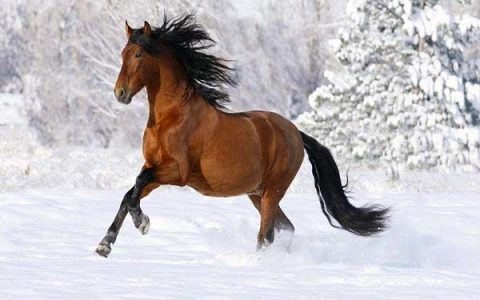 属马的人今年多大 属马的人和什么属相合-属马今年多大属相最配的