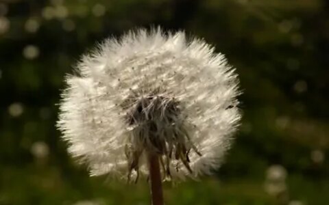 未来12天财神不请自来，好运缠身，喜事进家门的4大生肖-财神到家后一句