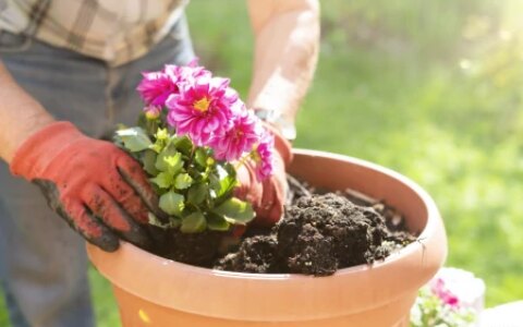 盆栽怎么翻土的？-盆景翻土