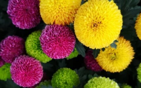 乒乓菊一年开几次-什么花一年四季开花又最好养