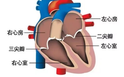 心脏有病，指甲先知？若指甲出现5个征兆，可能是心脏在“报警”-心脏病对指甲的影响