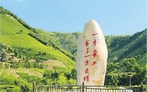 安吉白茶不姓“白”-安吉白茶全称