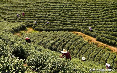 同为白茶，安吉白茶与福鼎白茶，区别在哪？-安吉白茶好喝还是福鼎白茶好喝