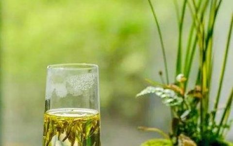 如何分辨安吉白茶？鉴别方法奉上！-安吉白茶怎样辨别质量