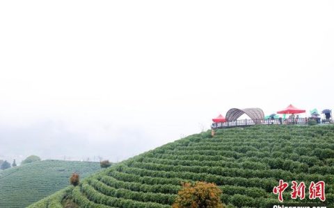 浙江安吉白茶正式开采 再续一片叶子新故事-2021年浙江安吉白茶开采时间