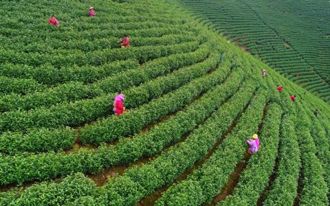 “云上”问茶！安吉白茶发展有“数”-安吉白茶出自