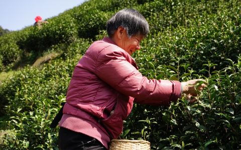 大数据赋能！安吉白茶精细化发展新阶段-安吉的白茶保质期是多久?