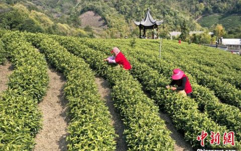 一片“叶子”富多方百姓 浙江安吉白茶22日开采-安吉白茶2020年开采时间及价格表