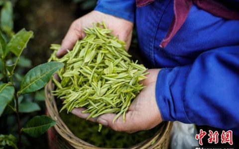 浙江安吉白茶正式开采 劳“疫”结合“触网”飘香-安吉白茶开始采摘了吗知乎