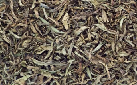 珍稀白茶和安吉白茶：白茶中的两颗璀璨明珠-安吉珍稀白茶250克铁盒价格表