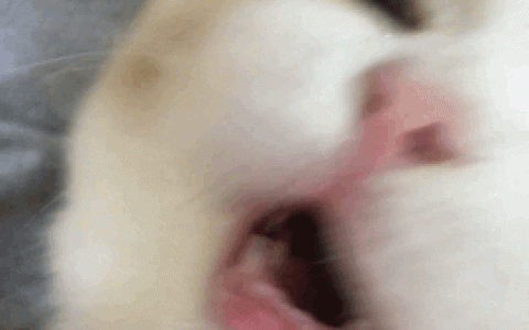 糟糕！我好像被“冻住了”？附解药……（被冻住的动物图片）