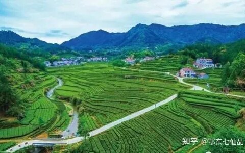 中国茶叶100强榜单出炉，看看什么茶排第一（中国茶叶前十）