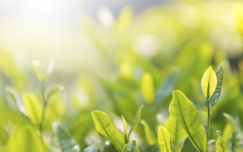 中国十大名茶有哪些？你喝过哪几种，最喜欢哪一种呢？（中国的十大名茶百科）