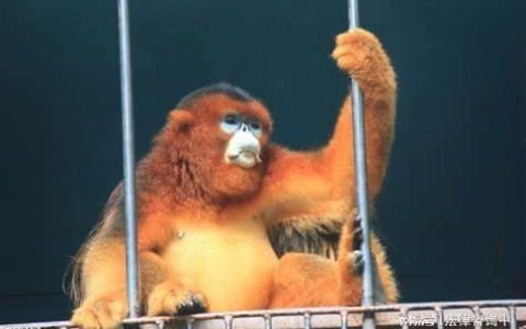 刑事拘留逮捕什么时候请律师介入最合适-刑事拘留后律师在哪个阶段可以介入