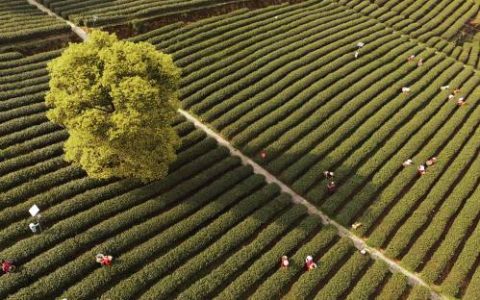 日媒：全球茶叶市场持续扩大 中国茶企排名位居第四（2019年全球茶叶产销概况）