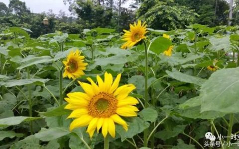 随感而发：15岁女孩因补课与父亲争执，拿刀弑父，你如何看？