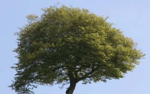 被认为寿命最长的树种之一，前十排名（被认为寿命最长的树种之一,前十排名是）