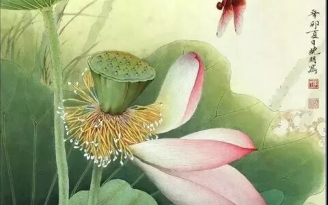 【工笔画】 荷花的步骤图（工笔画荷花步骤图解）