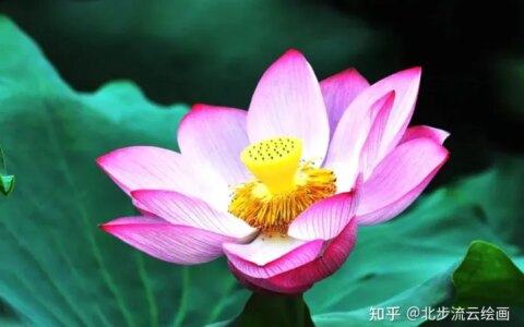 简单易学的荷花简笔画，让孩子轻松掌握绘画技巧，培养绘画兴趣（荷花简笔画 简单 手绘）