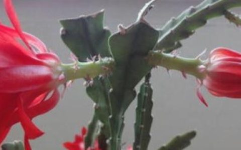 刚倒栽的令箭荷花要浇水吗？（令箭荷花倒插还是正插）