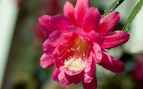 使用倒插的方法繁殖令箭荷花，学会这3个步骤，让它的成活率增大（令箭荷花的花芽）