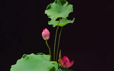 中日插花流派荷花插花荟萃，惊艳了夏日！（上）（中日插花文化对比论文）