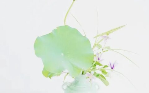 荷花插花美图第二波来袭，你最心仪哪一款？（荷花瓶插怎么养）