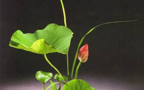 花道｜插莲，莲花之意，唯有清心方可体会！（莲花图画优秀作品）