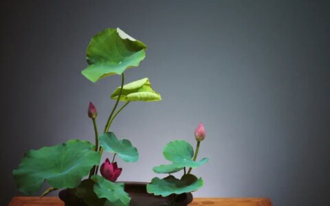 看名师插的荷花，感受今夏最美诗情（荷花插花画）