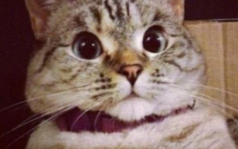 一家五口吴尊最丑，72岁的吴尊爸爸颜值逆天，郭碧婷爸爸成搞笑担当（吴尊父母是中国人吗）