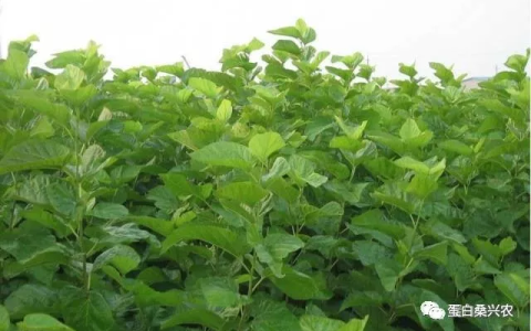 蛋白桑：桑叶的作用与功效及副作用（蛋白桑和普通桑叶的区别）