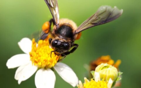 蜜蜂和马蜂的区别（蜜蜂和马蜂长什么样子）