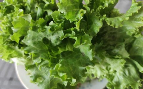 减肥日记曝光之喜得减肥秘方（减肥日记本）