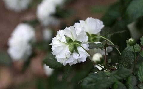 多维拉面部提升的的术后效果好不好-多维拉面部提升和线雕区别