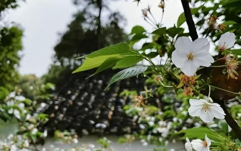 今年清明不一般“三节遇三巳，两大祭日相交”，何时扫墓祭祖为好（今年哪两个节日在同一天）