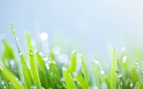 芒种是几月几日，芒种吃什么养生（芒种几月几日2020）