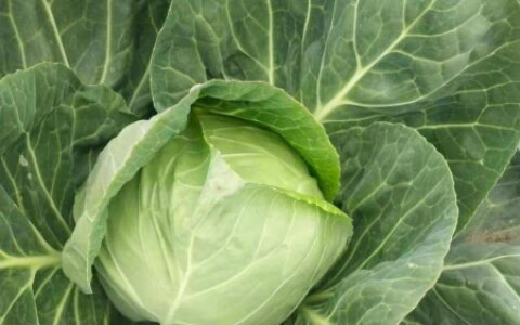 夏天必备包菜，实惠营养，容易保存，好吃到停不下来！-包菜的保鲜方法与流程
