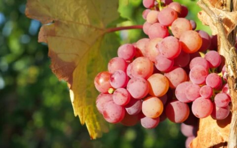 血压高的人要注意，除了盐这3种水果也要少吃！以免影响血压控制（血压高吃什么水果降血压）